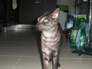 Hunje ready for food